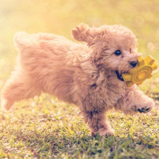 Poodle and toy store poodle